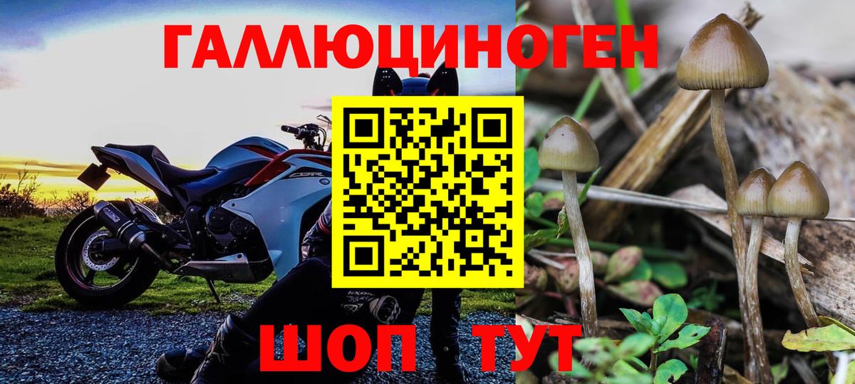 Псилоцибиновые грибы GOLDEN TEACHER Кубинка